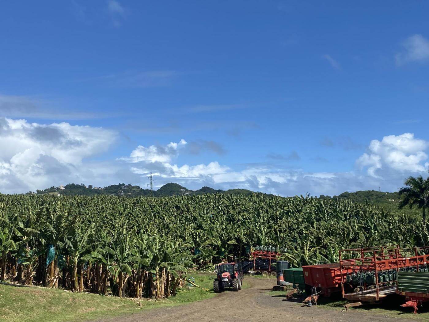 field work impression_©Brocco 2023_Martinique Banana Plantation